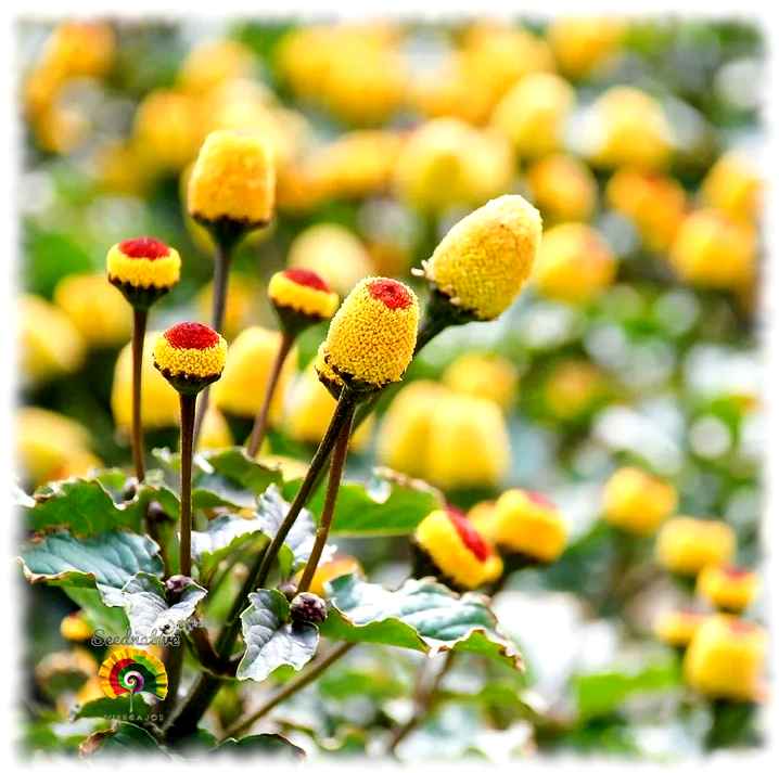 Acmella oleracea - Flor eléctrica - 100 semillas