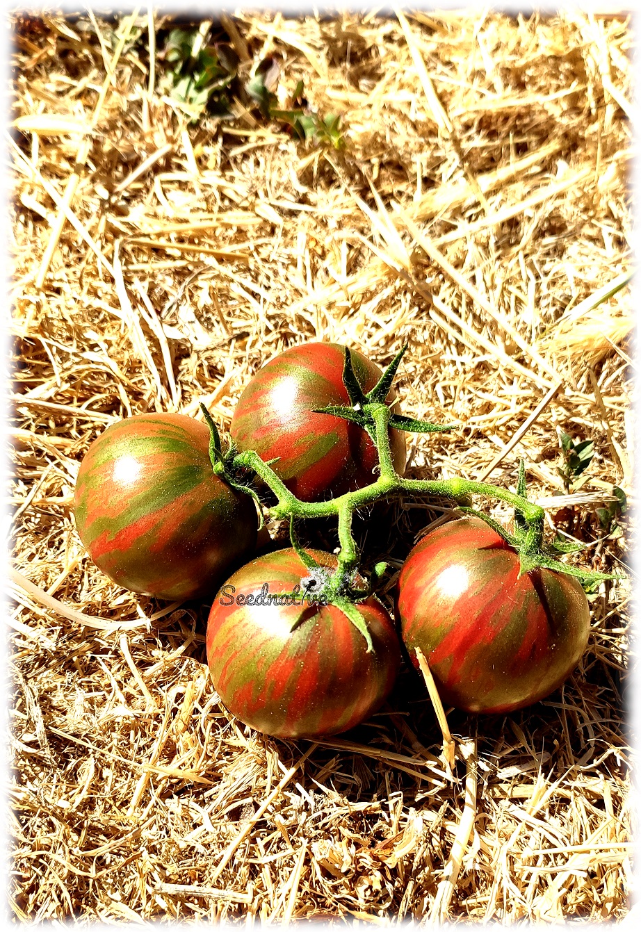 Tomate Violet Jasper - 25 semillas 