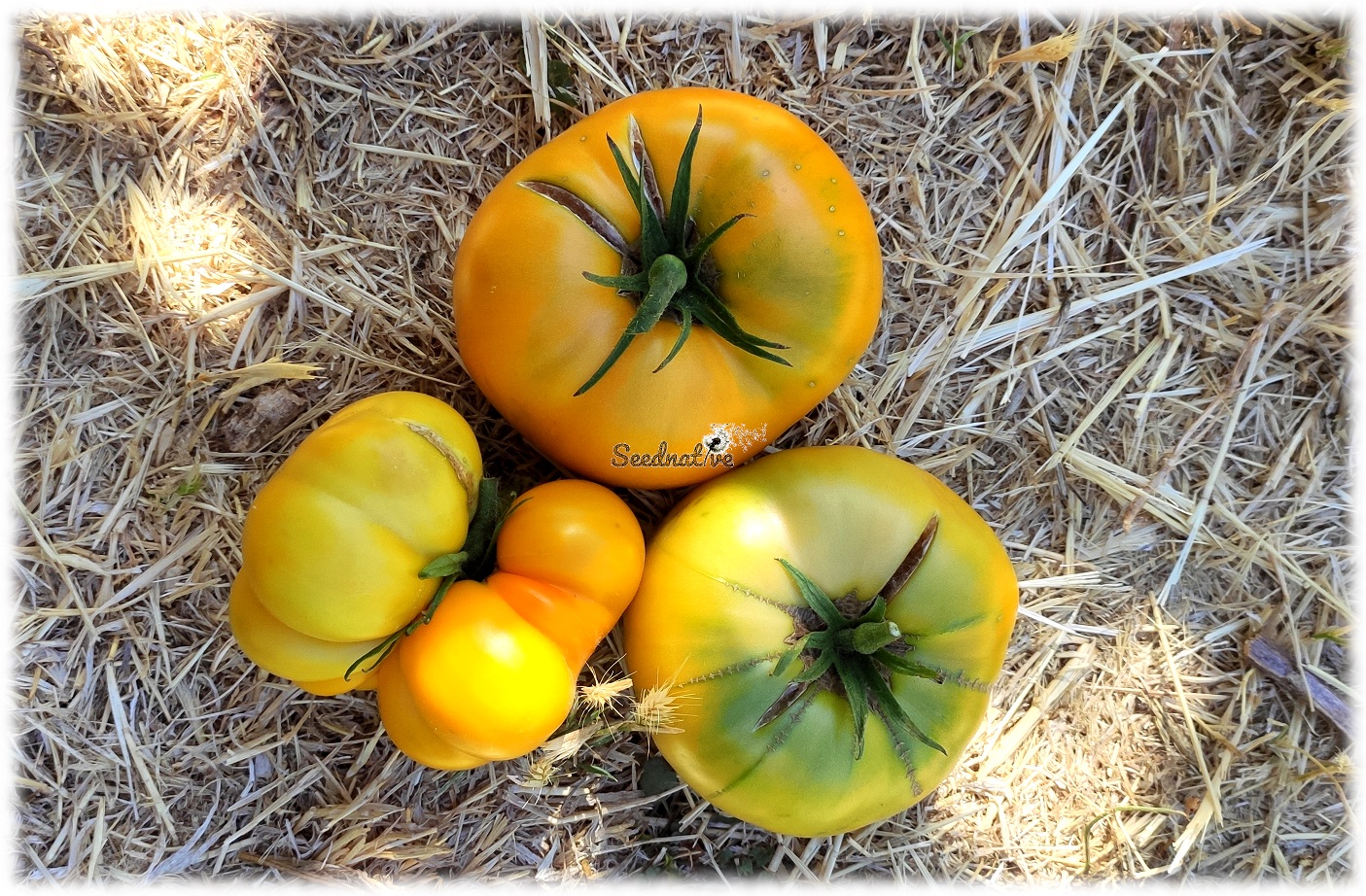 Tomate Brandywine Amarillo - 20 semillas - var. tomate antiguo