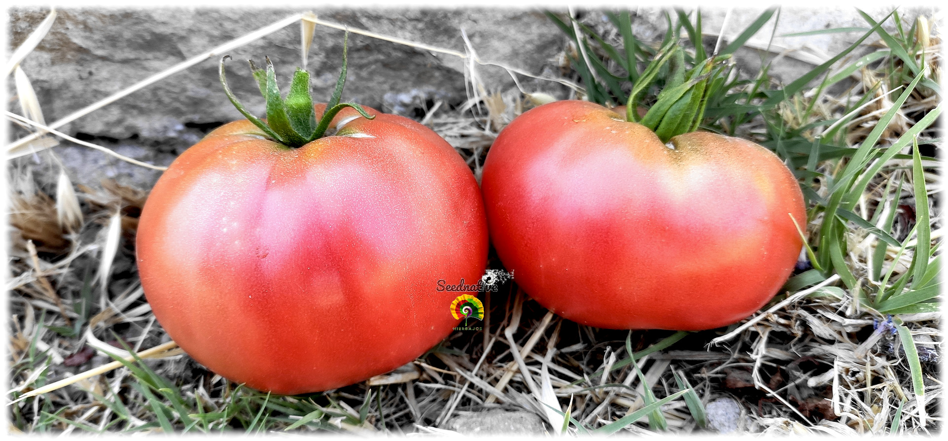 Tomate Aretxabaleta - 30 semillas 