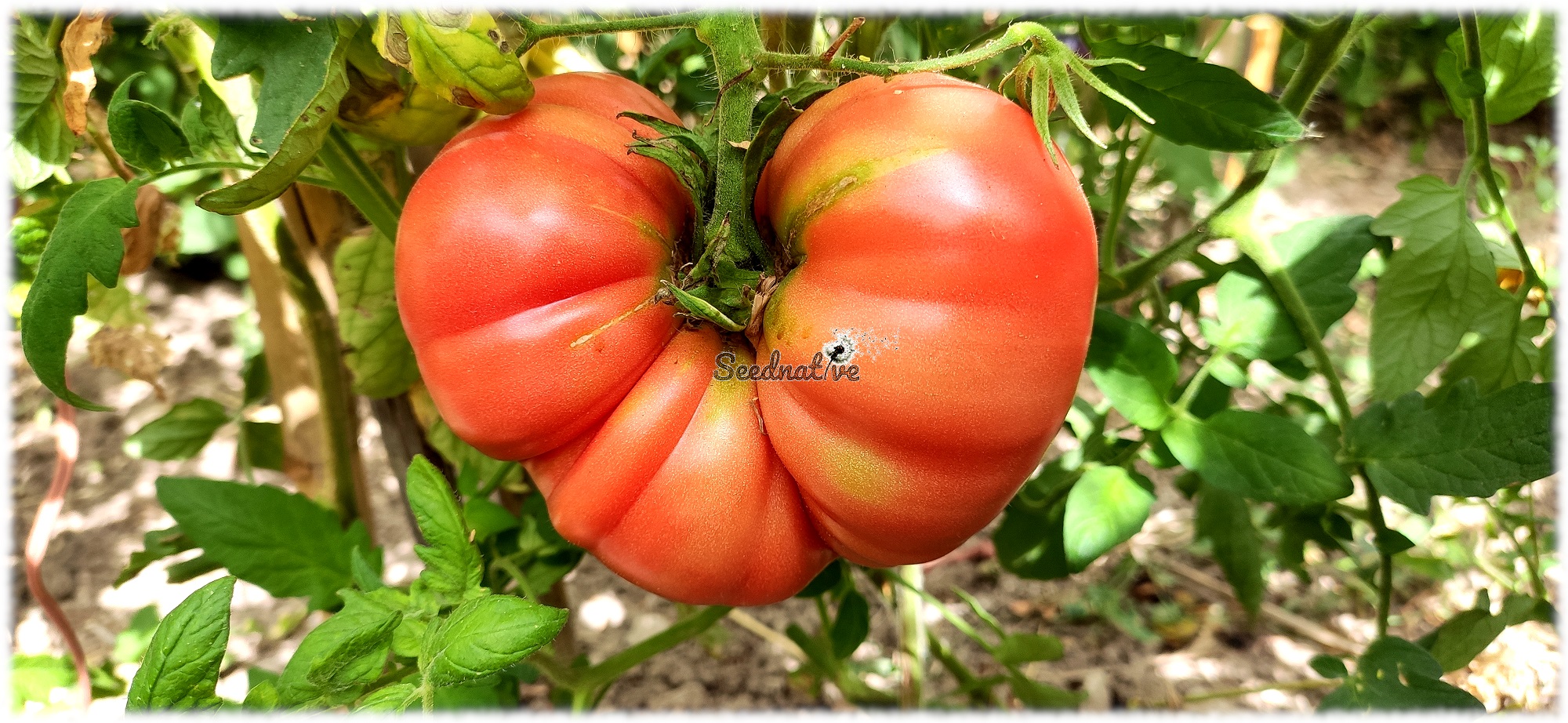 Tomate Gregory altai - 25 semillas - var. tomate antiguo