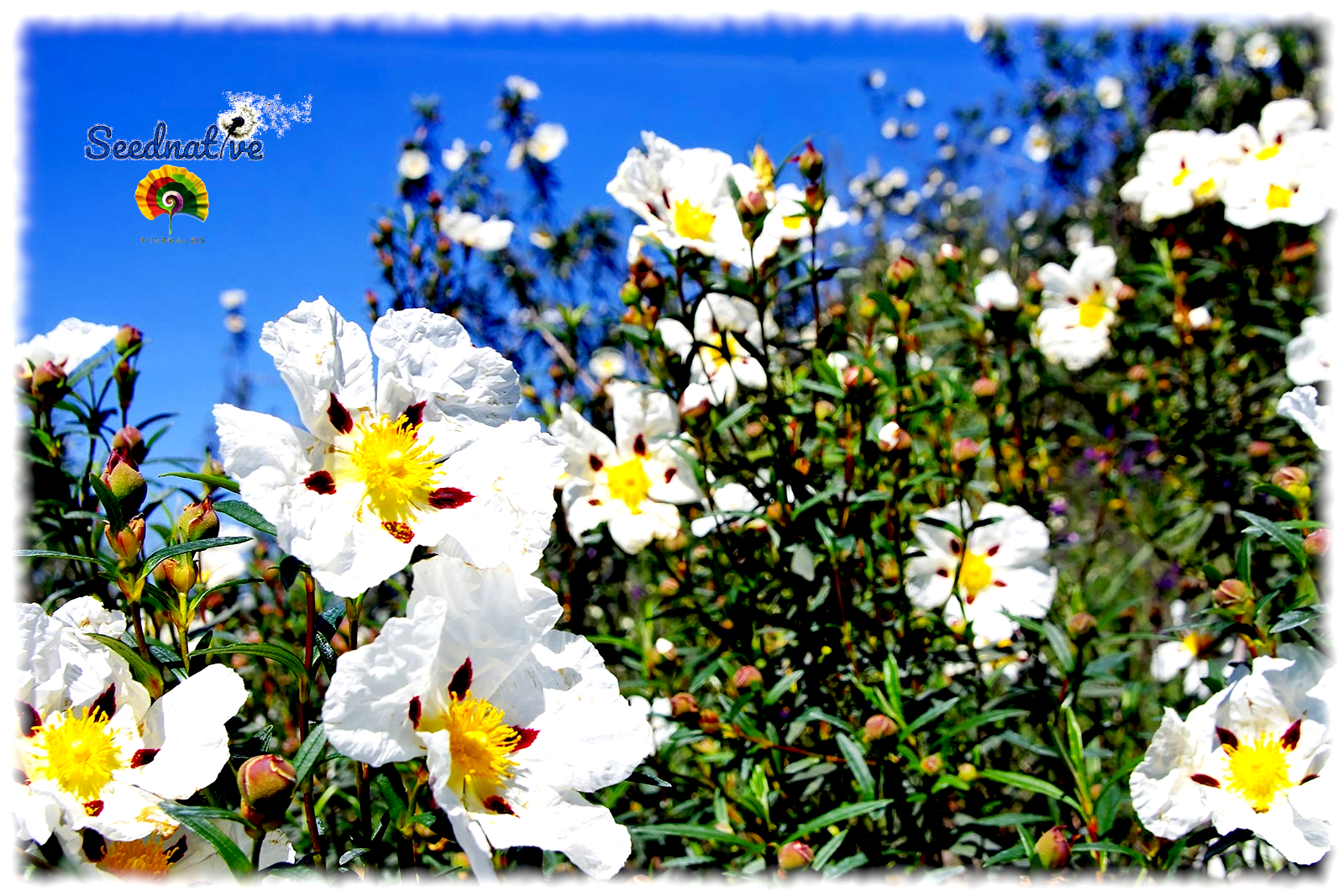 Cistus ladanifer - Jara pringosa - 300 semillas 