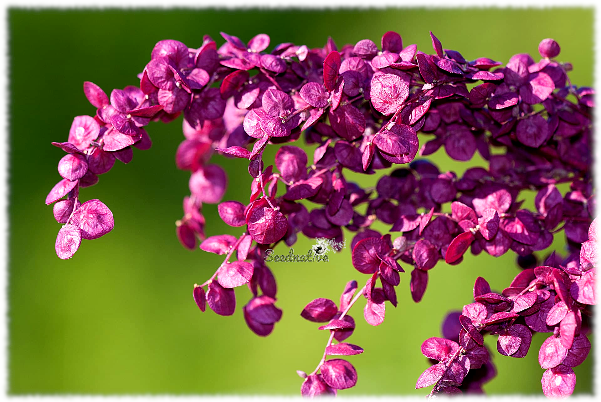 Atriplex hortensis - Armuelle rojo - 300 semillas 