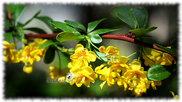 Berberis hispanica - Agracejo - 100 semillas