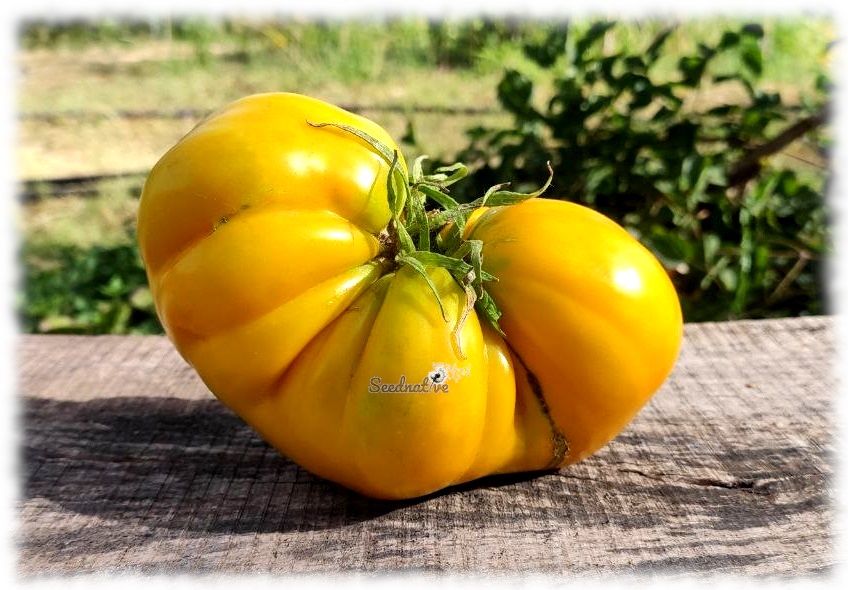 Tomate Huevo de Toro Amarillo - 15 semillas 