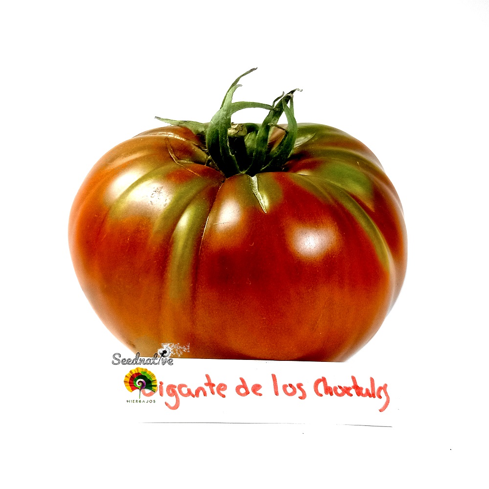 Tomate Gigante de los Chortales - 25 semillas 