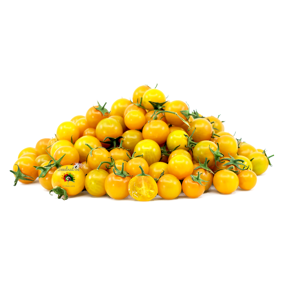 Tomate Golden Sunburst - 50 semillas 