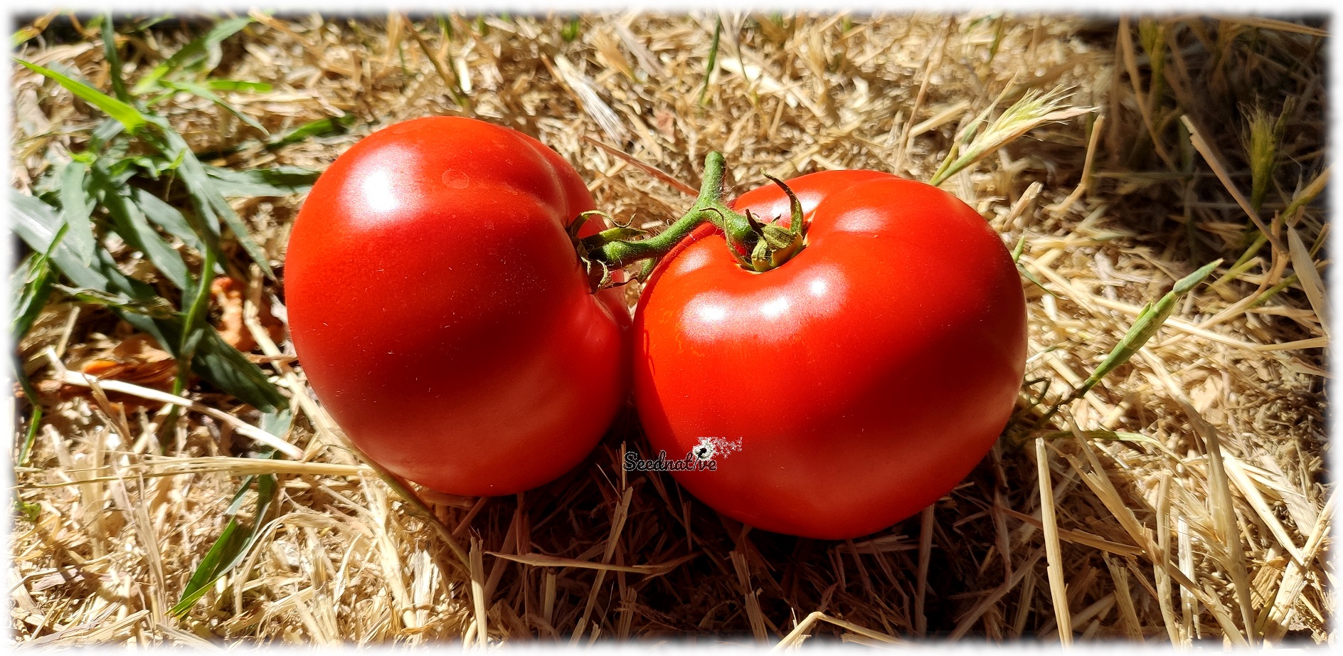 Tomate Hortelano del Sebis - 30 semillas 