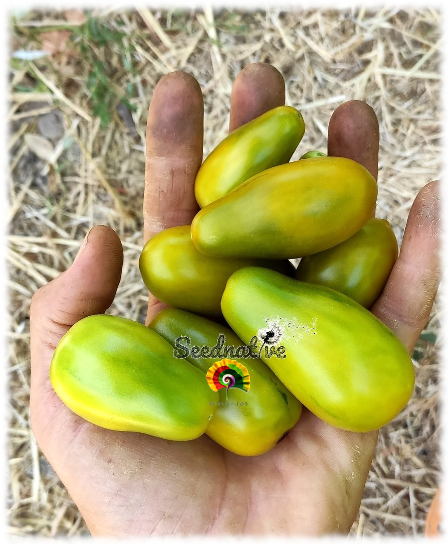 Tomate Ciruela Verde - 10 semillas