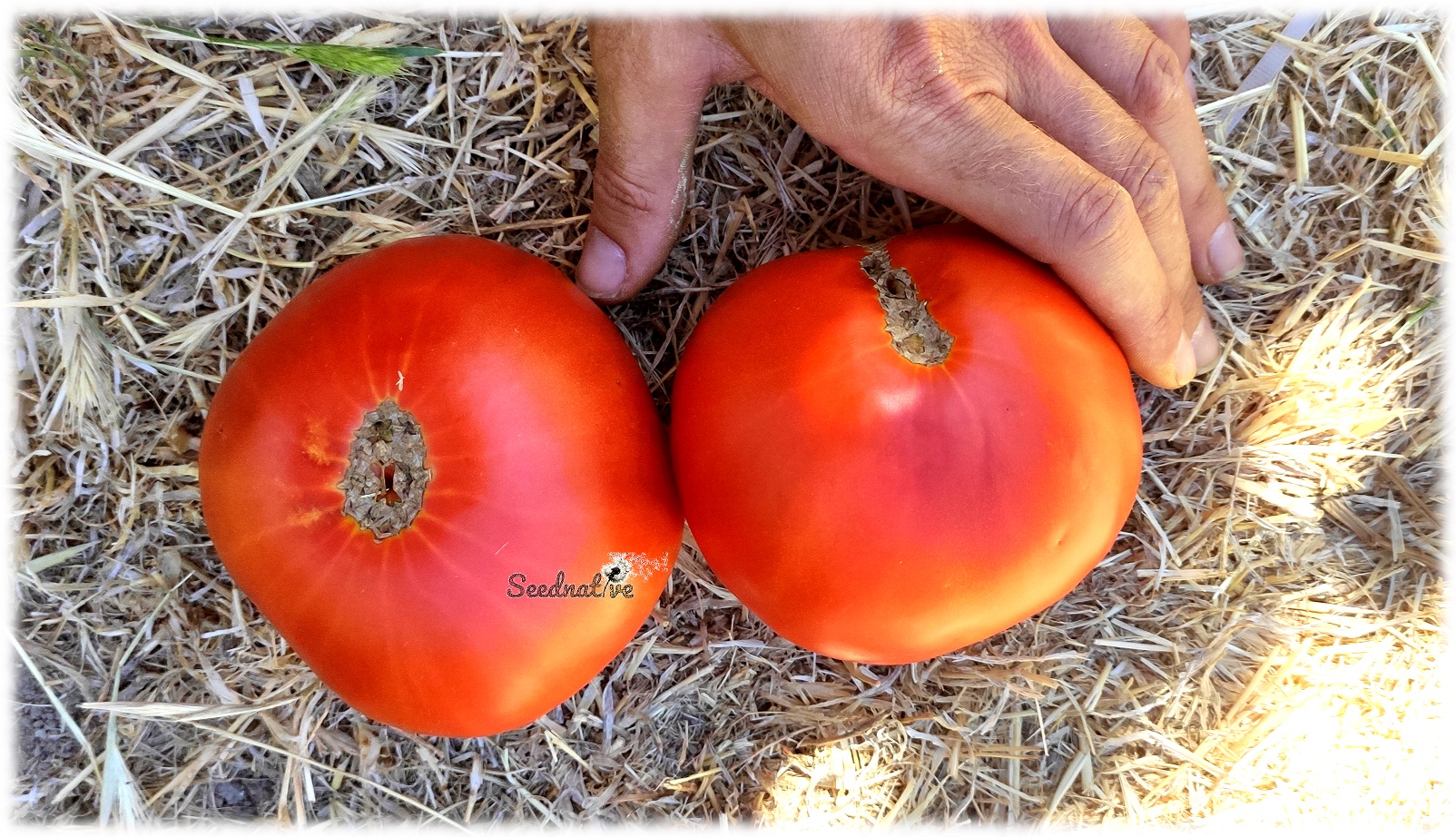 Tomate negro Gordón - 20 semillas 