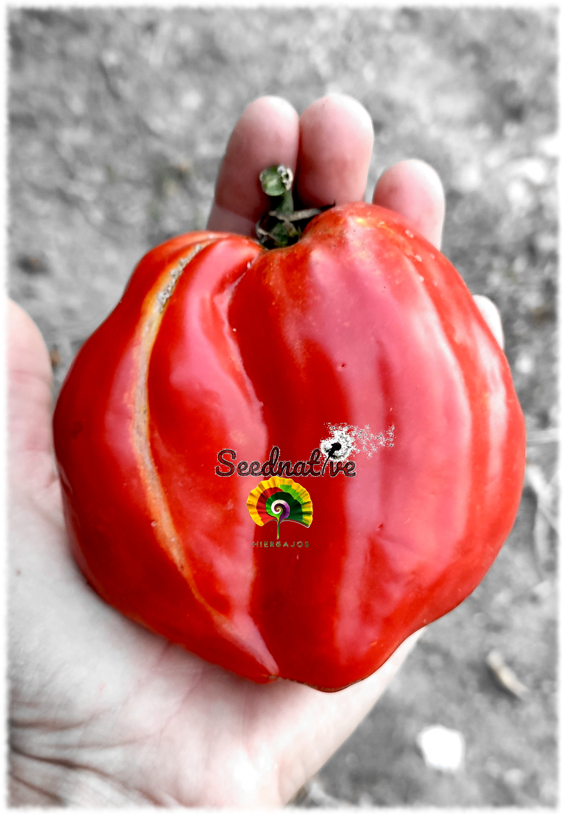 Tomate Cuerno de pimiento - 15 semillas