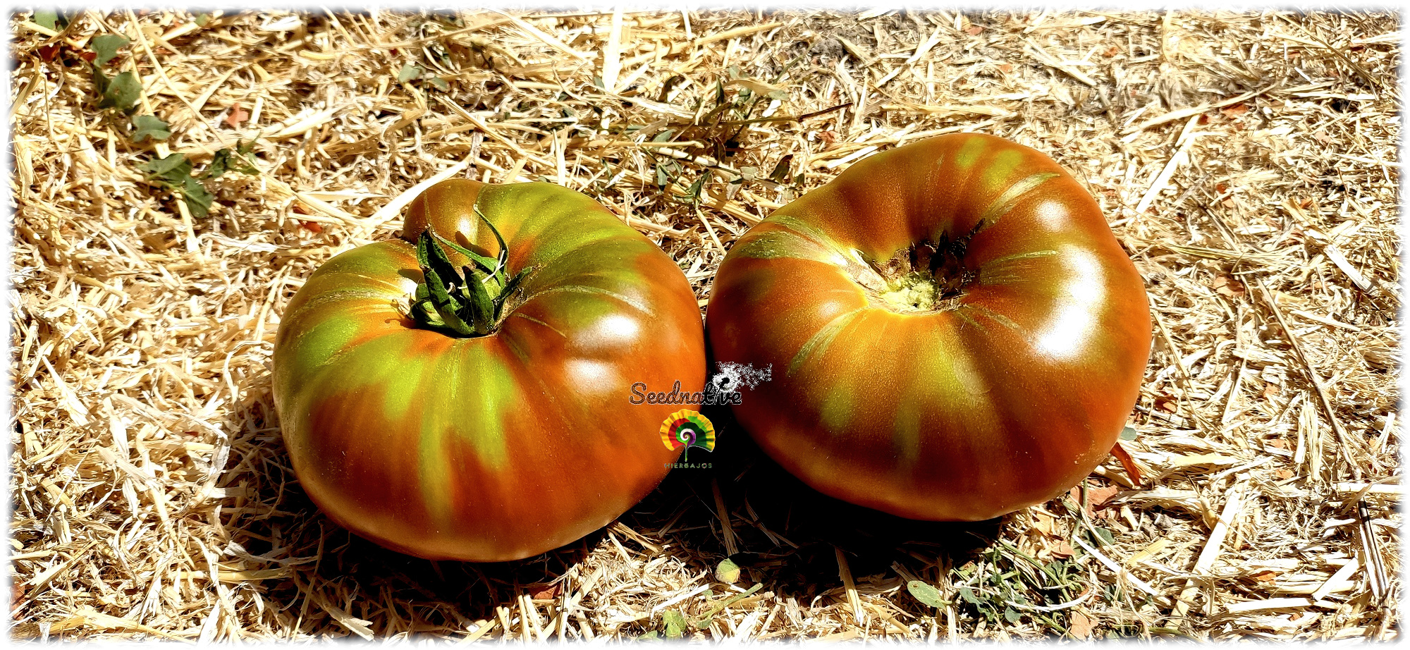 Tomate Antiguo de Nubla - 15 semillas 