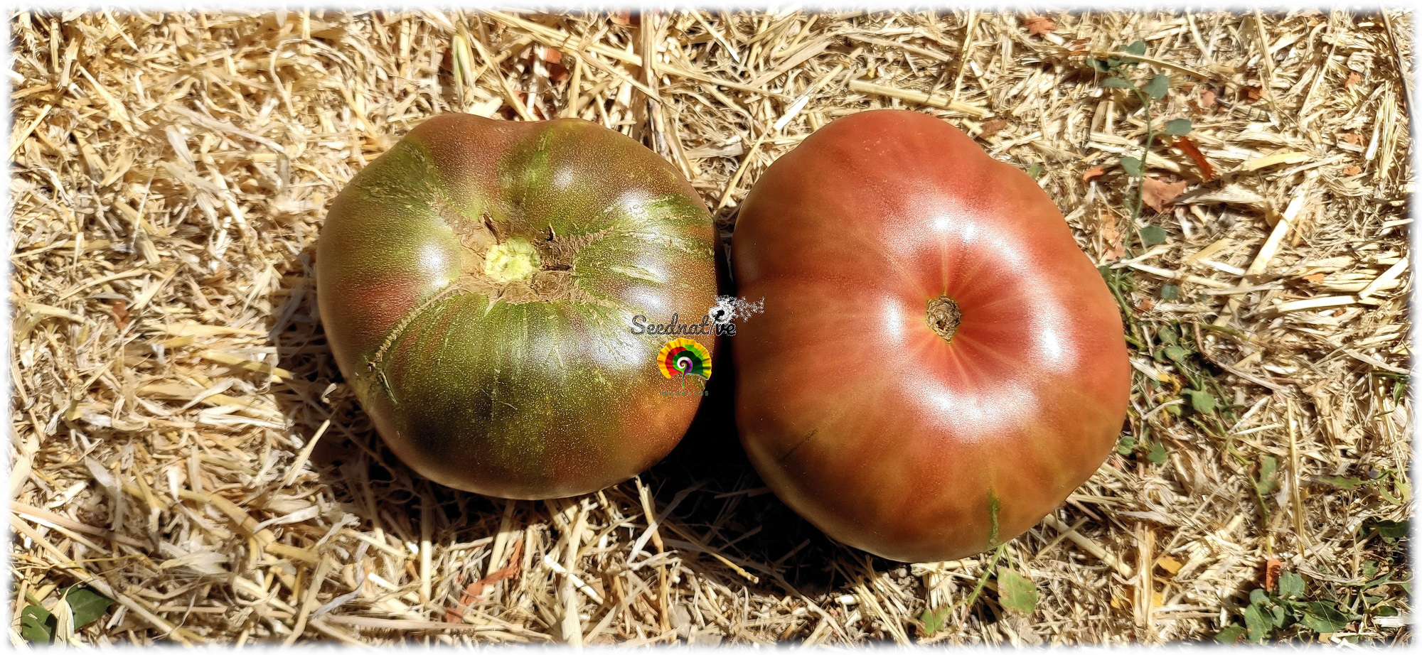 Tomate Cenizo del Cañamares - 15 semillas 