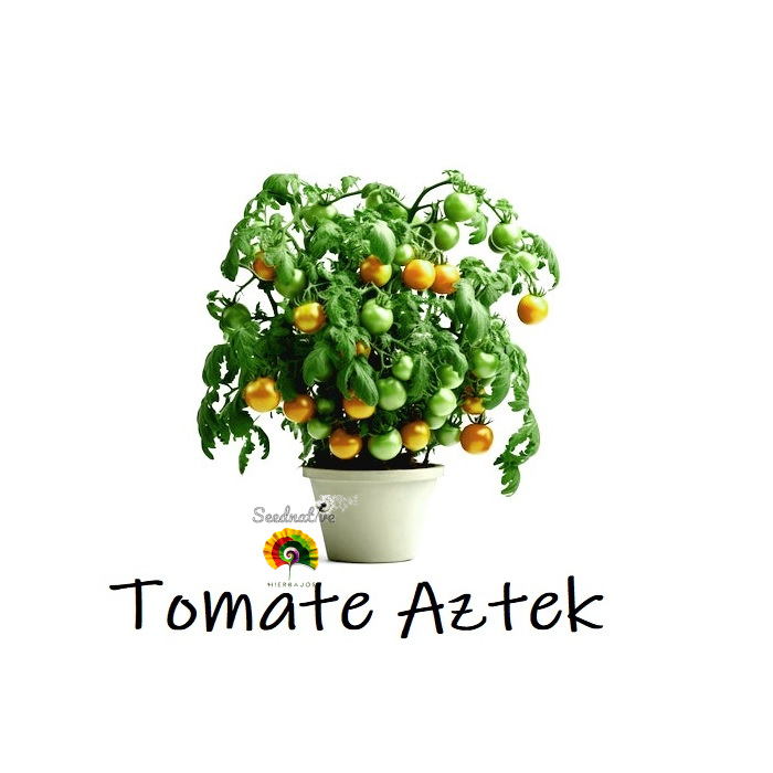 Tomate Aztek - 25 semillas - Tomate para macetas