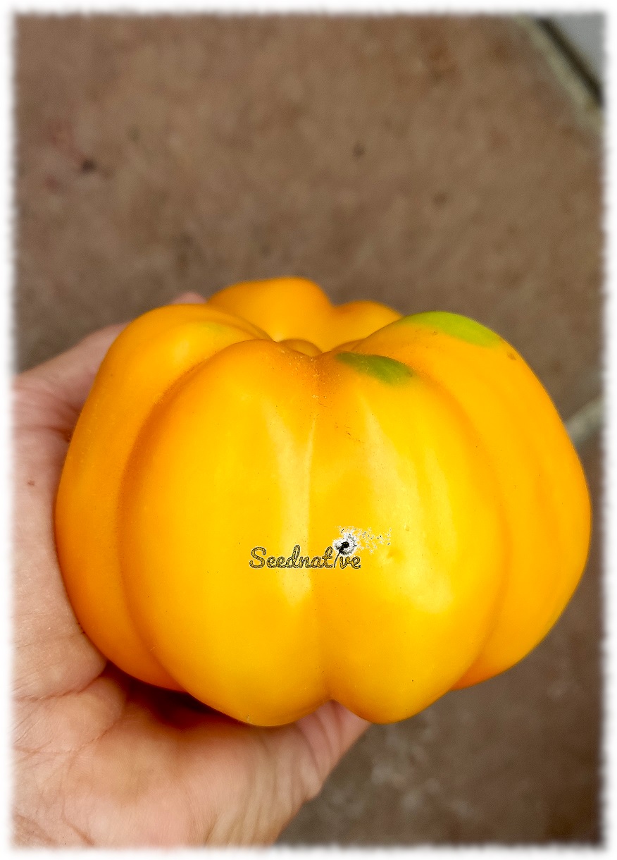 Tomate Yellow Stuffer - 15 semillas