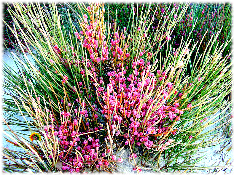 Ephedra fragilis - Efedra - 50 semillas