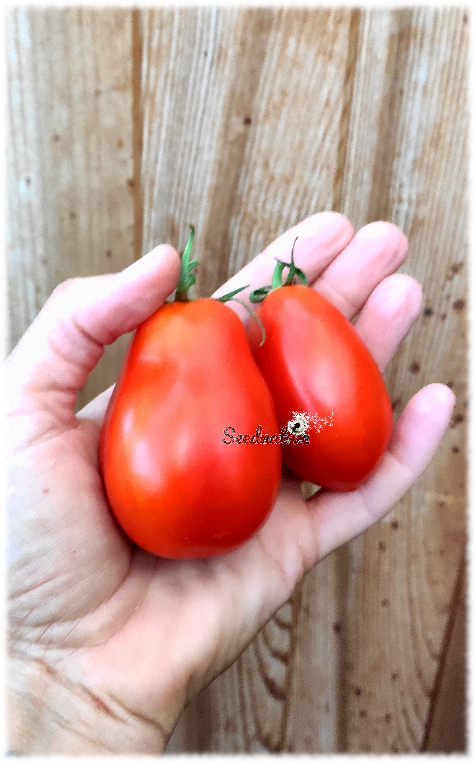 Tomate Pera Ucraniana de Yalta - 30 semillas 