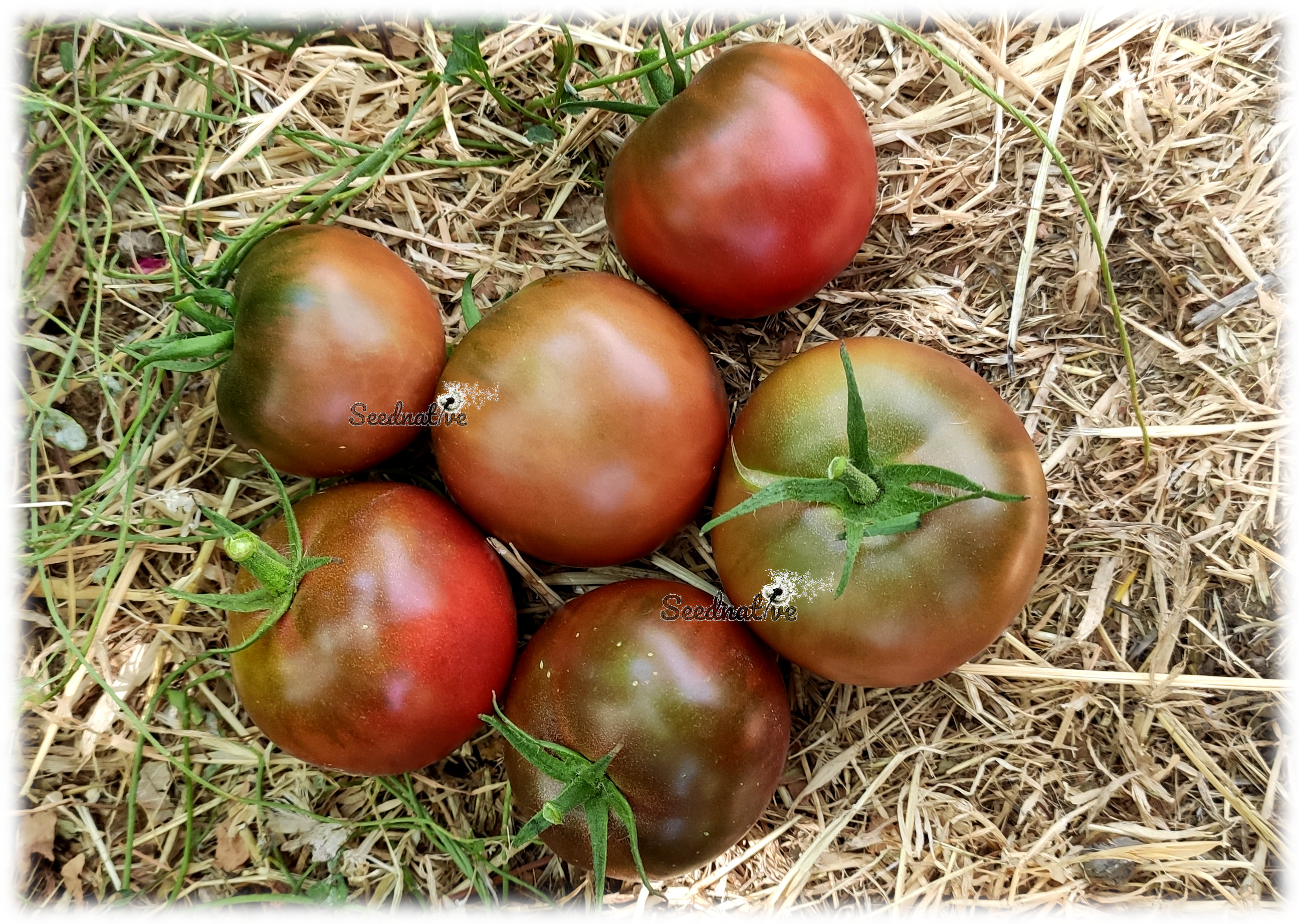 Tomate Negrillo de Crimea - 25 semillas