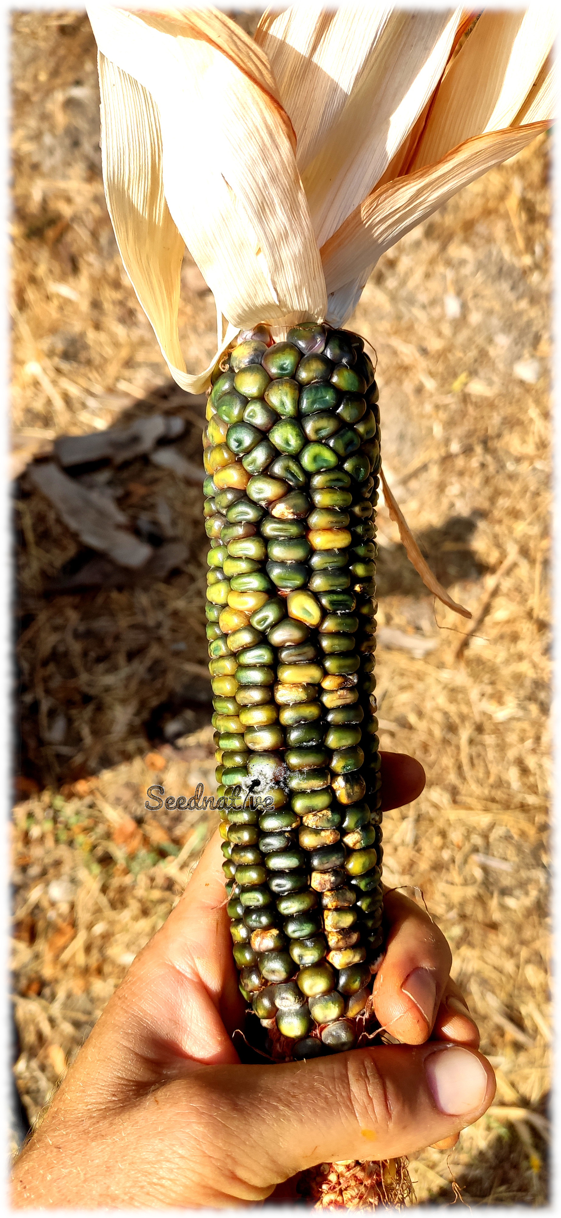 Zea mays - Maíz Verde de Oaxaca - 10 semillas