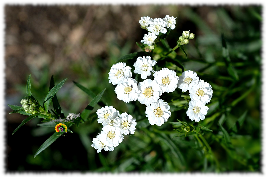 Achillea ptarmica - Hierba estornudo - 1000 semillas