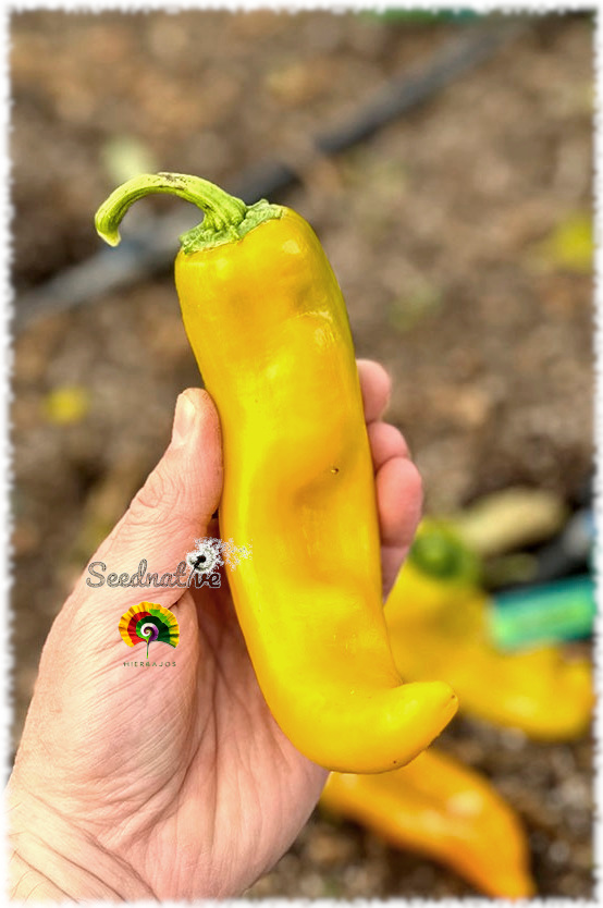 Pimiento Dulce Cuerno de toro amarillo - 100 semillas