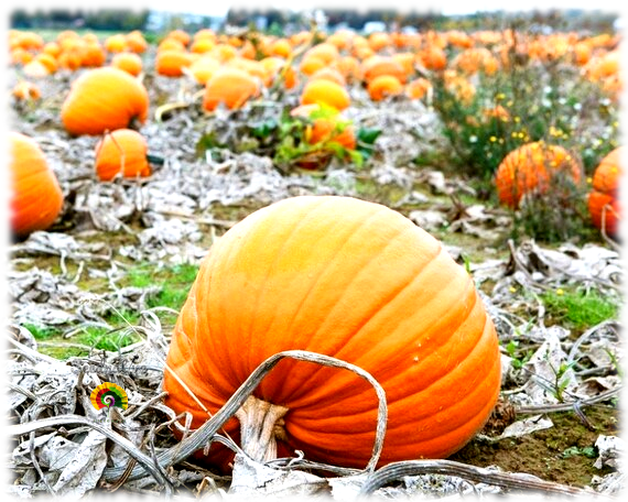 Calabaza Gigante Bambino - 10 semillas