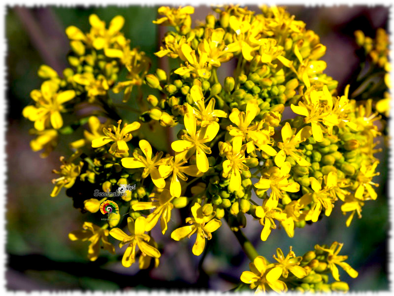 Isatis tinctoria - Hierba pastel - 50 semillas