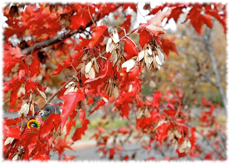 Acer ginnala - Arce de Manchuria - 50 semillas