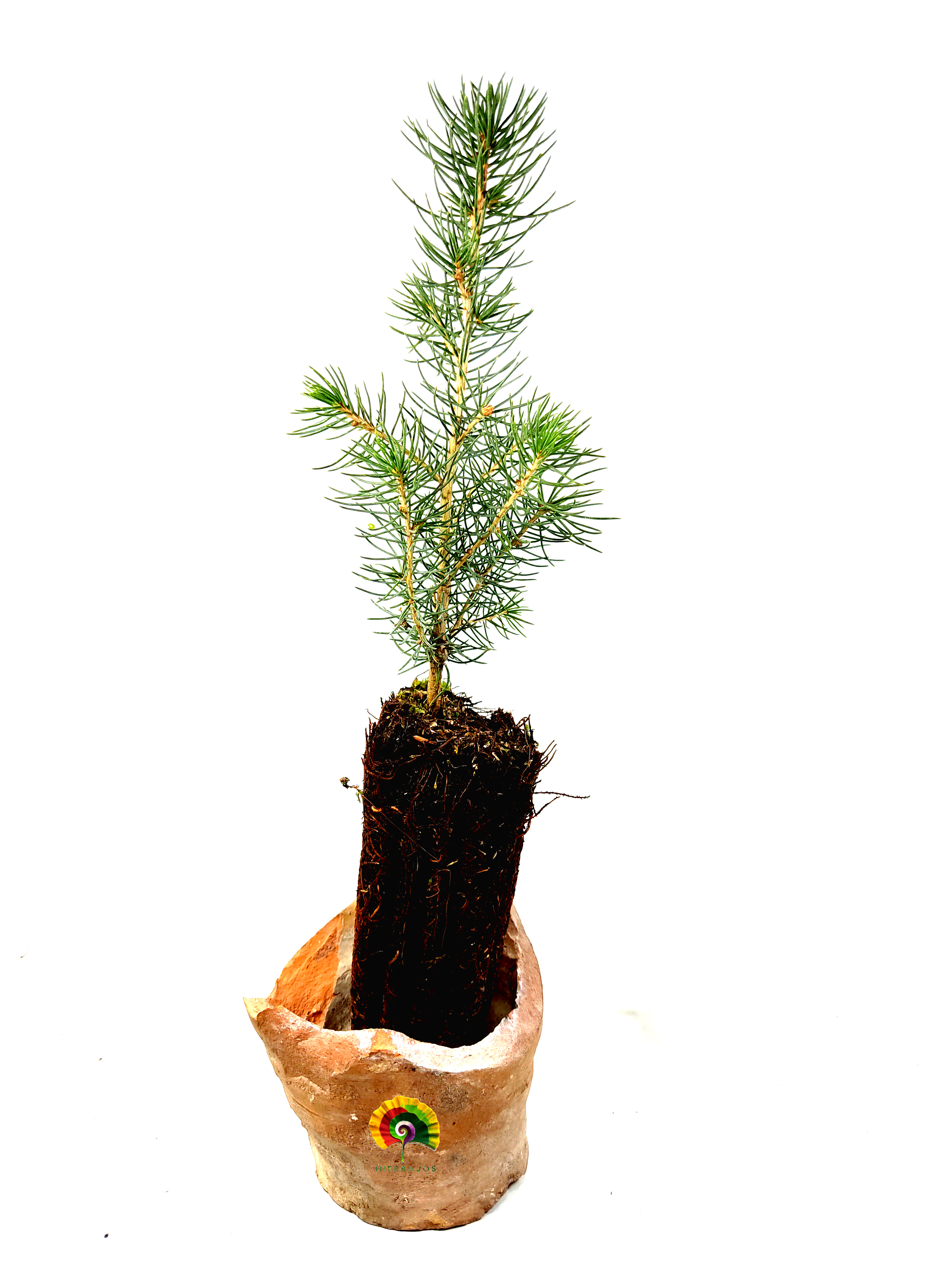 Planta Picea abies - Abeto Rojo