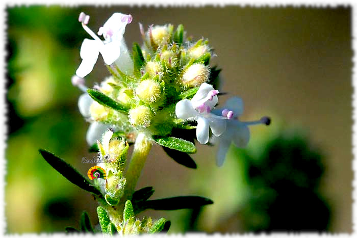 Thymus baeticus - Tomillo limonero - 500 semillas