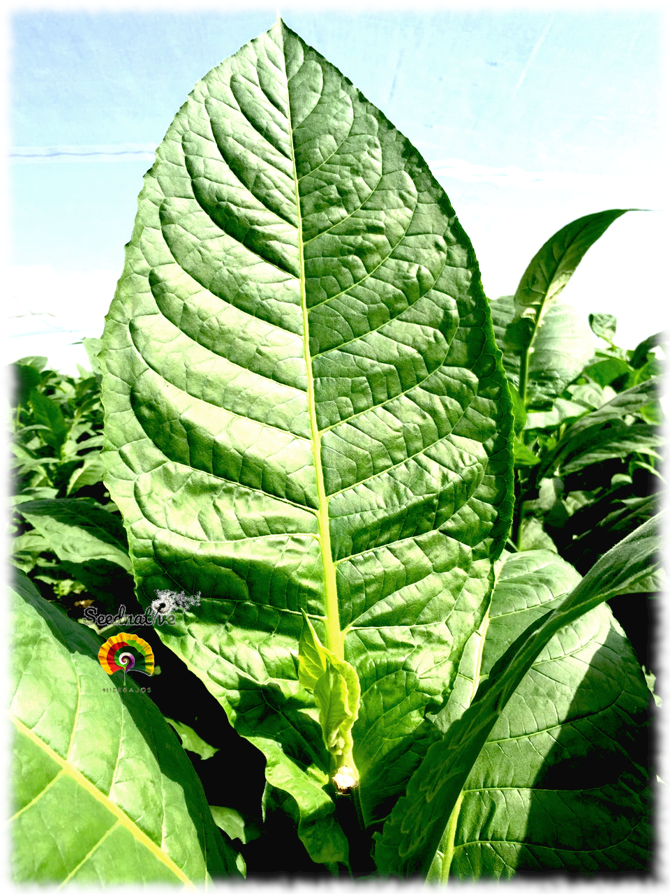 Nicotiana tabacum - Tabaco Burley - 500 semillas