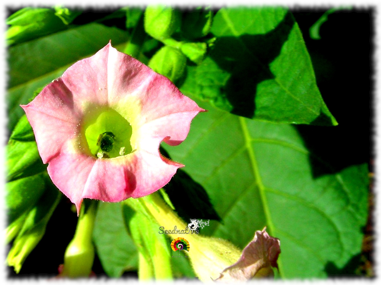 Nicotiana tabacum - Tabaco de Virginia - 500 semillas