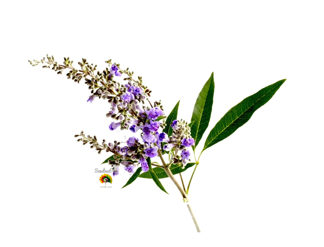 Vitex agnus castus - Sauzgatillo - 50 semillas