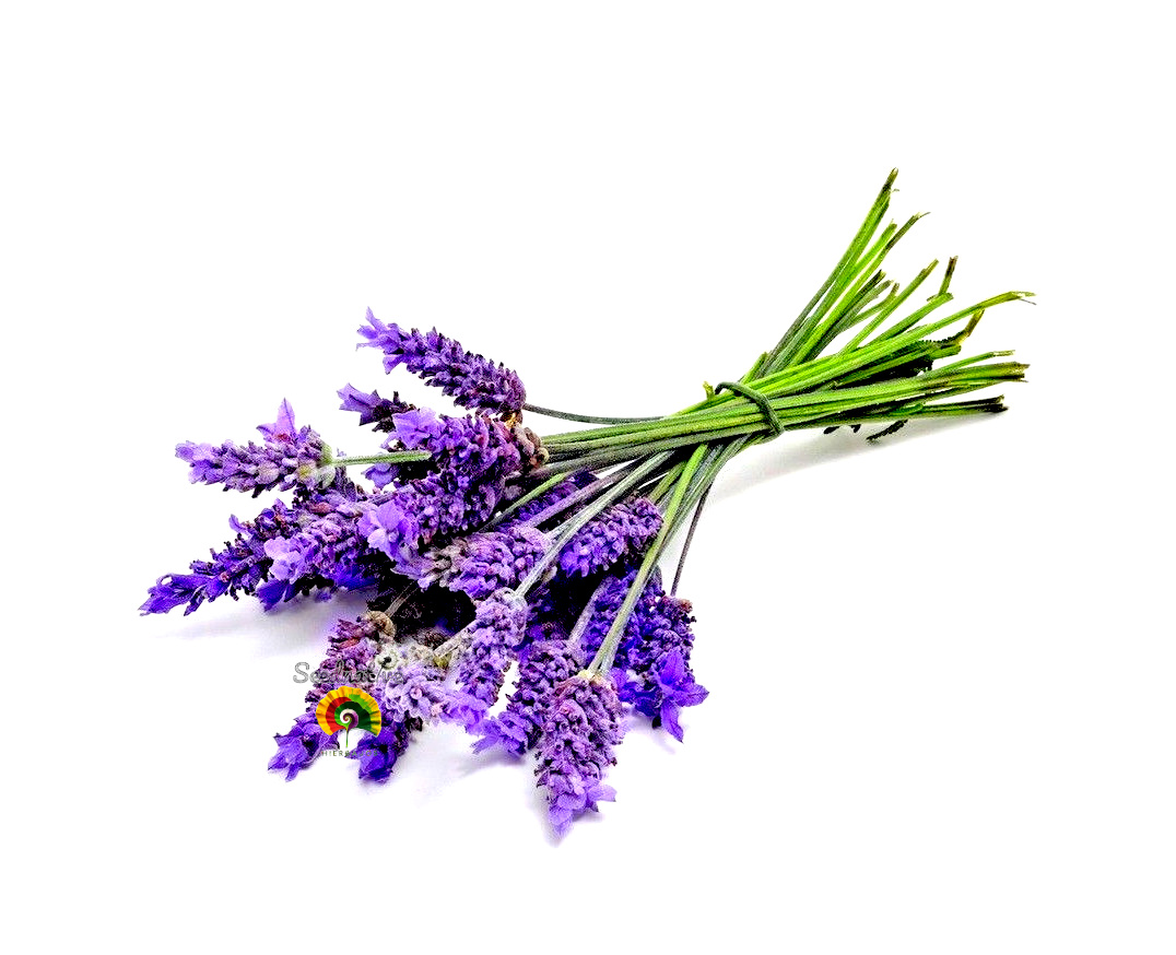 Lavandula officinalis - Lavanda - 300 semillas