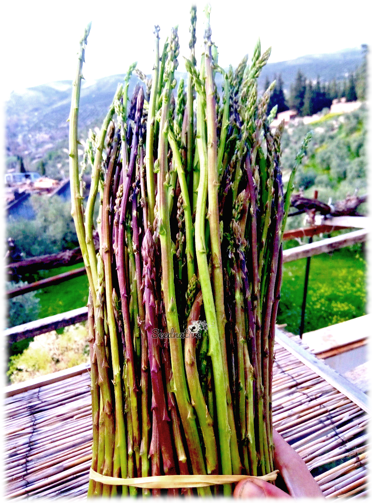 Asparagus acutifolius - Espárrago triguero - 35 semillas 