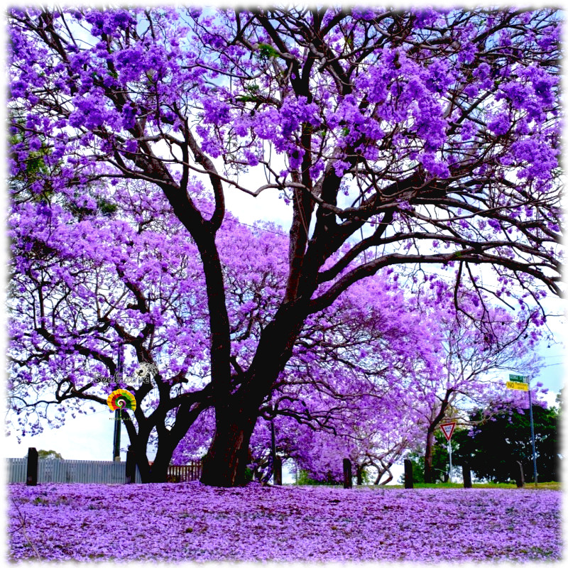 Jacaranda mimosifolia - Jacaranda - 50 semillas