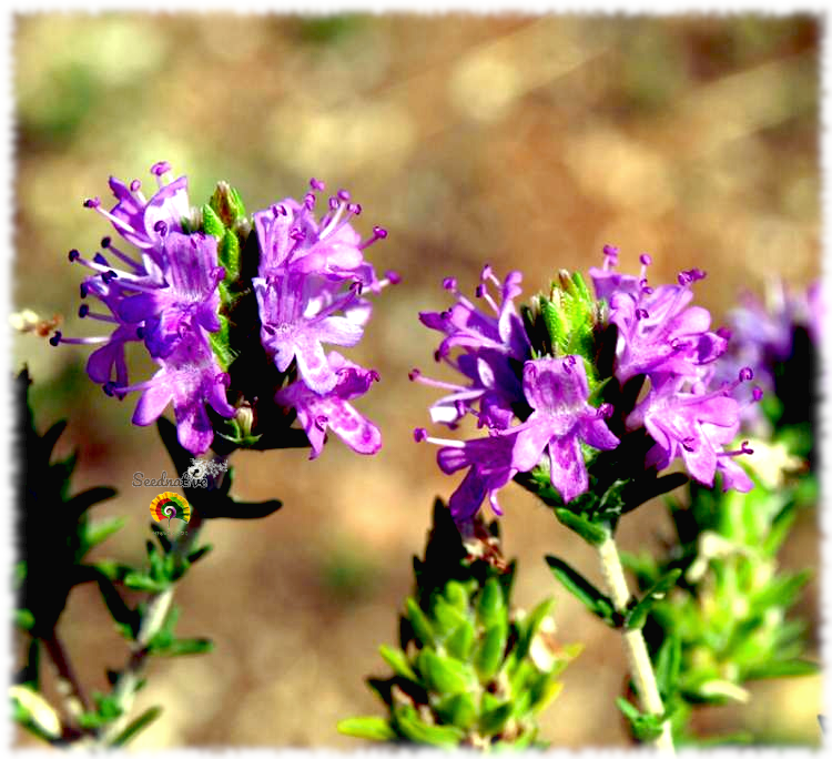 Thymbra capitata - Tomillo andaluz - 500 semillas 