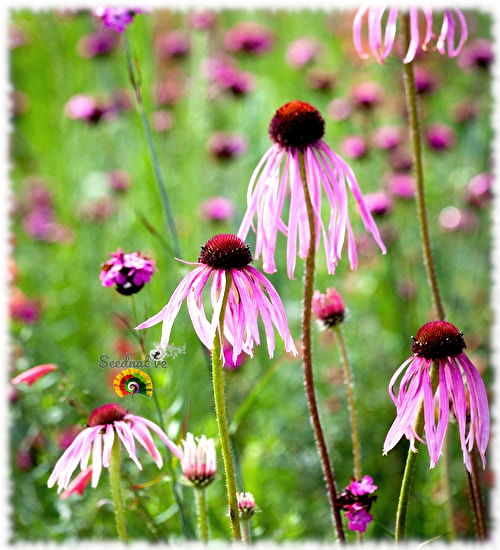 Echinacea pallida - Equinácea pálida - 100 semillas