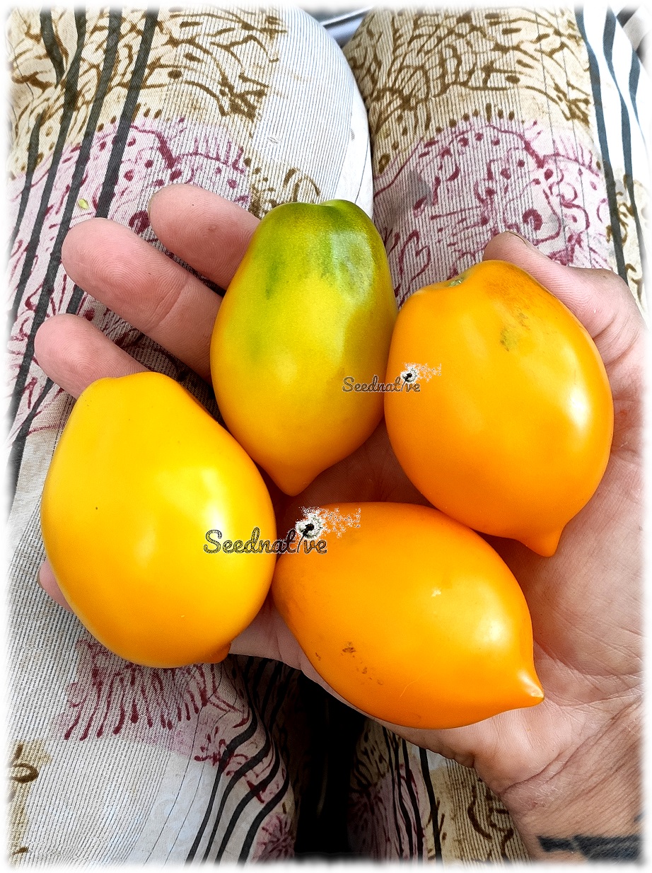 Tomate Plum lemon - 15 semillas 