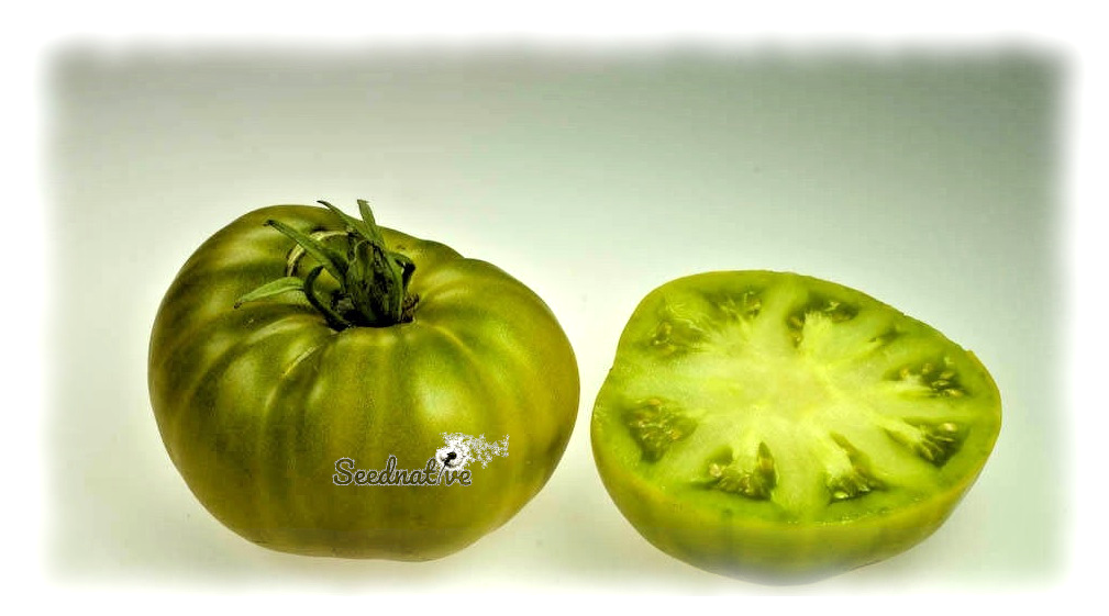 Tomate Siempreverde - 25 semillas - var. tomate antiguo - Tasty Evergree