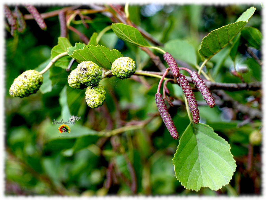 Alnus glutinosa - Aliso común - 1000 semillas