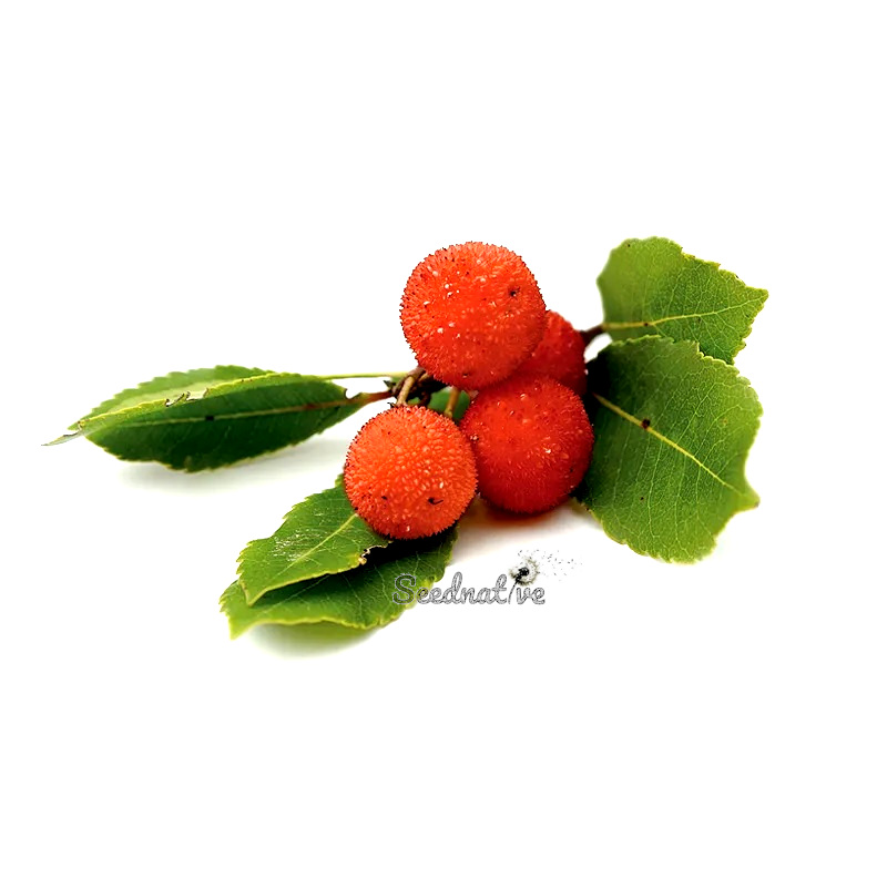 Arbutus unedo - Madroño - 50 semillas - Strawberry tree