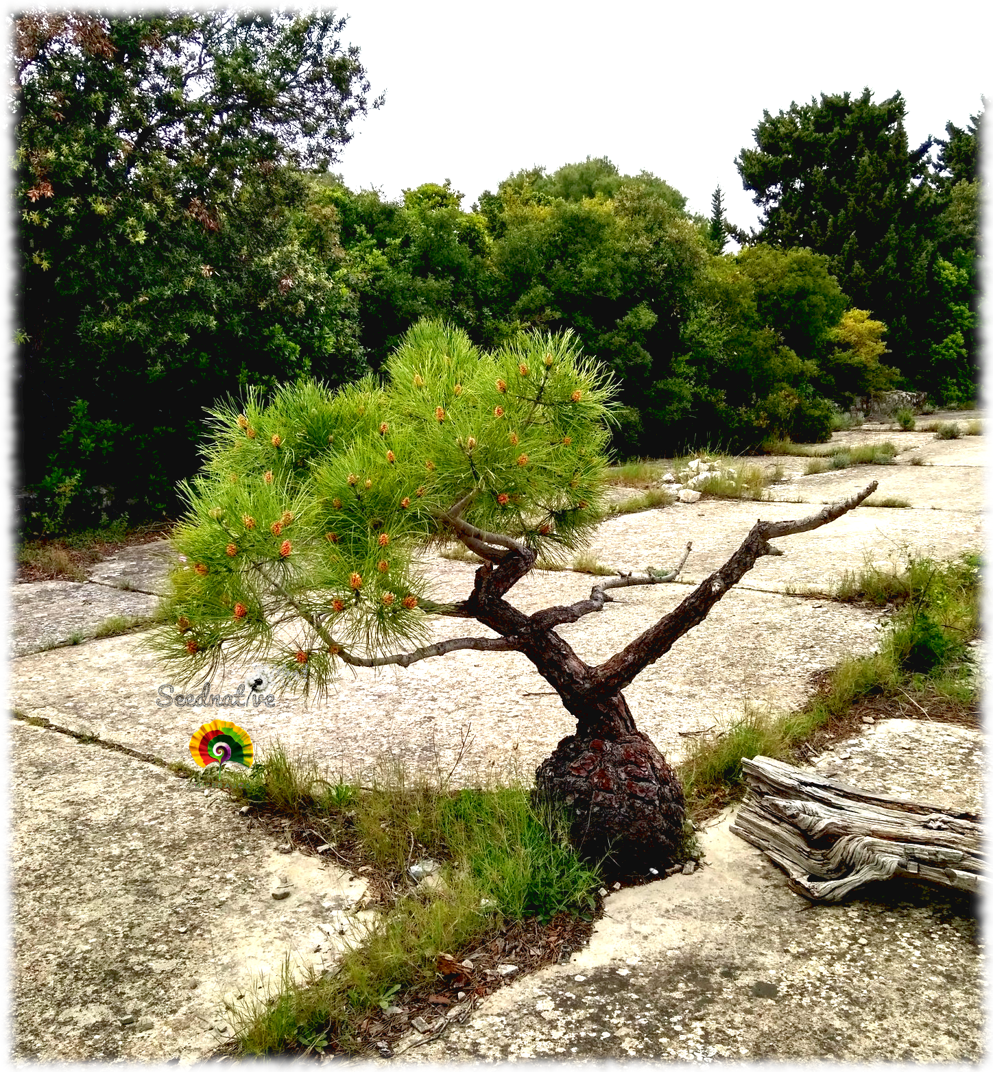 Pinus halepensis - Pino carrasco - 30 semillas