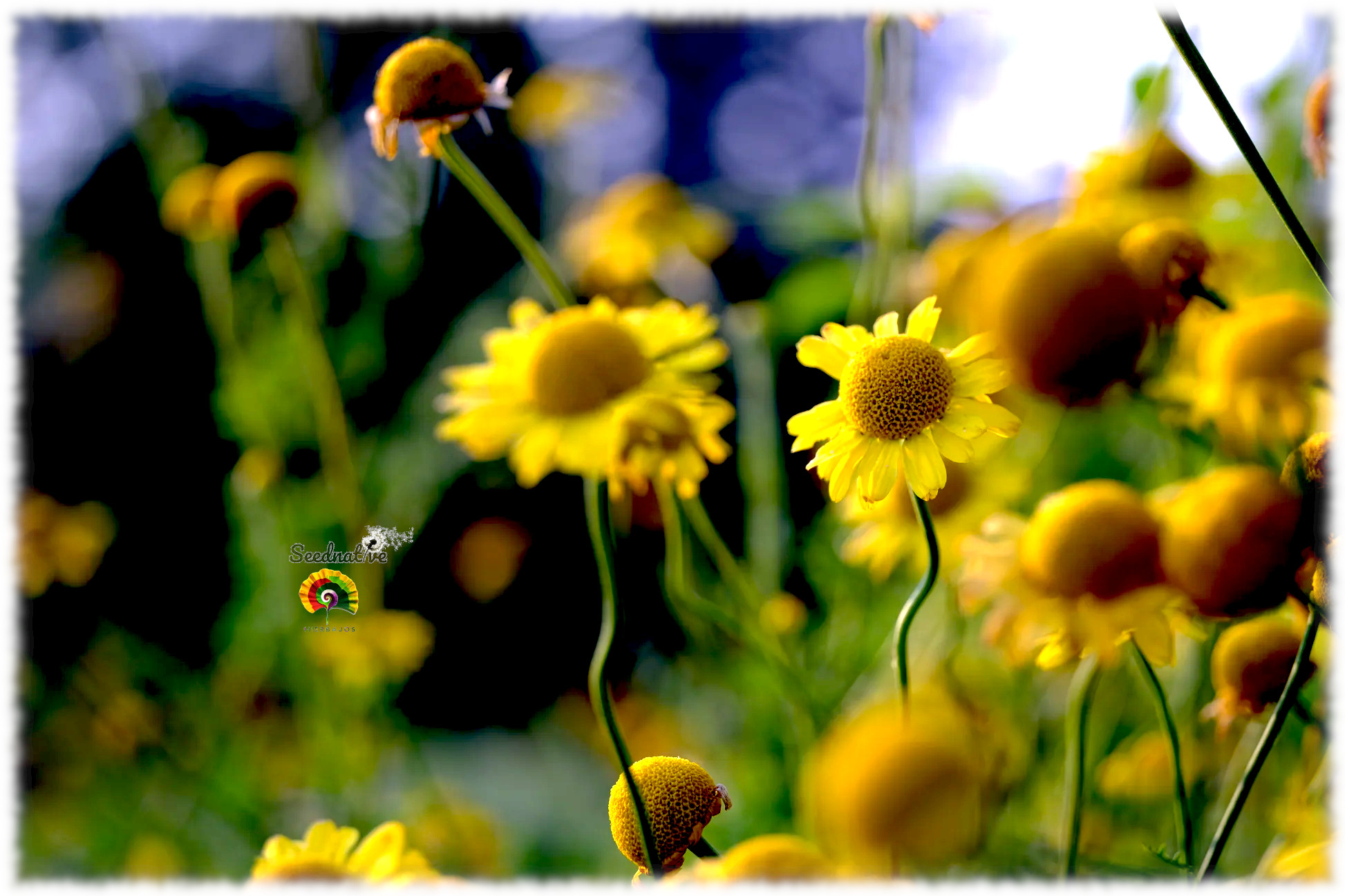 Anthemis tinctoria - Manzanilla de los tintes - 500 semillas