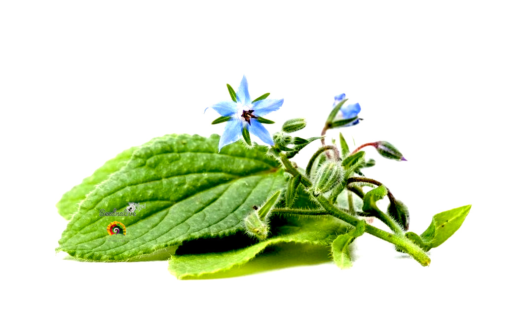 Borago officinalis - Borraja - 100 semillas