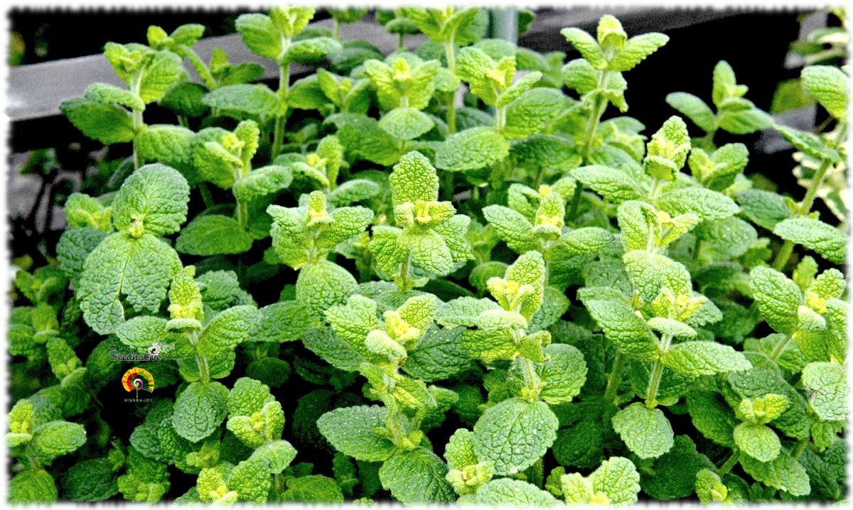 Mentha rotundifolia - Mastranzo - 1000 semillas