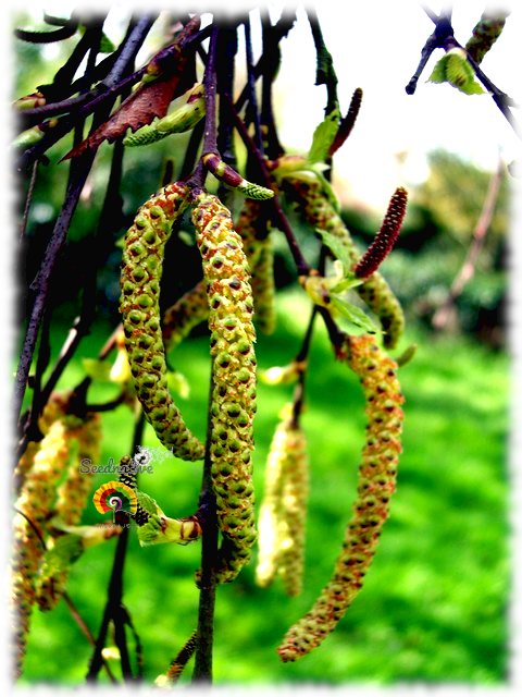 Betula alba - Abedul - 500 semillas