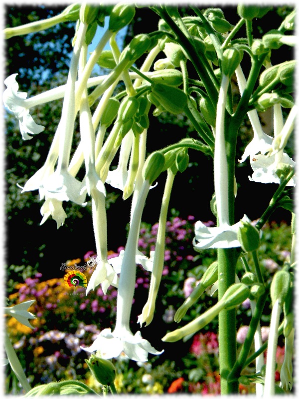 Nicotiana sylvestris - Tabaco del bosque - 500 semillas