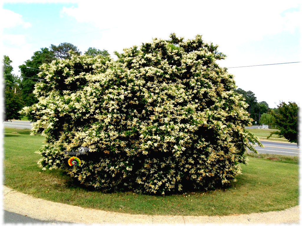 Ligustrum japonicum - Aligustre del Japón - 100 semillas