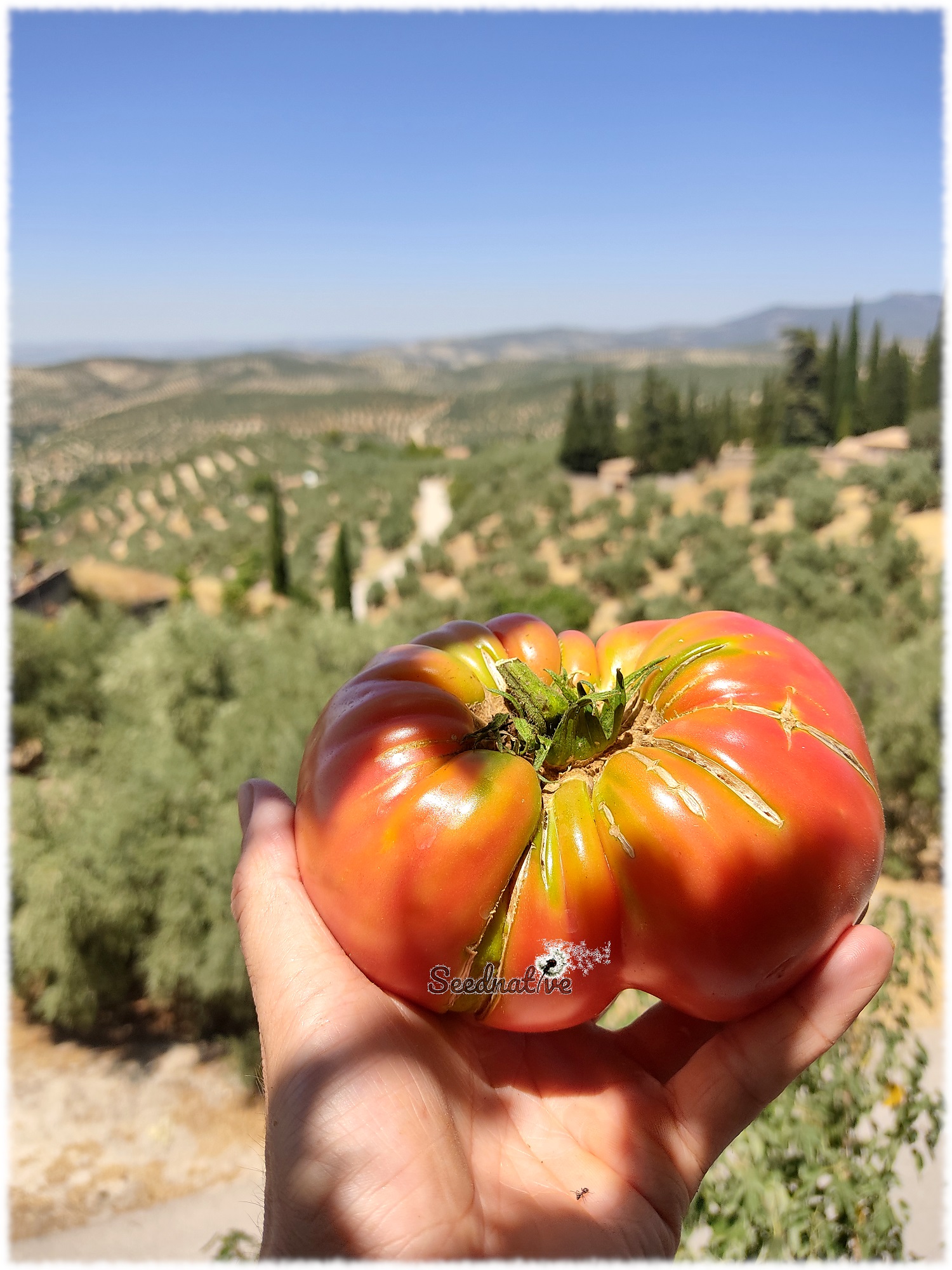 Tomate Soldacki - 15 semillas - var. tomate antiguo